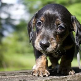 Eeyore - Black and tan male Dachshund puppy in Morrow, Ohio from Courtney’s Colorful Doxies