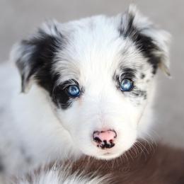 Border Collie Puppies from North Fork Border Collies