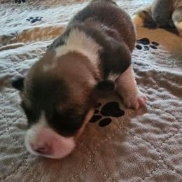Bruno - Sable male Pembroke Welsh Corgi puppy in Walnut, Iowa from Michelle's House of Corgi's