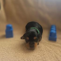 Green Boy - Black and gold male Yorkshire Terrier puppy in St. Louis, Missouri from Yorkieville - Shih Tzu Nation