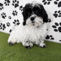 Noah - Black and white male Shihpoo puppy in Boston, Massachusetts from London’s puppies