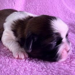 Girl 1 - Gold and white female Shih Tzu puppy in Winston Salem, North Carolina from Little Miracles Shih Tzu