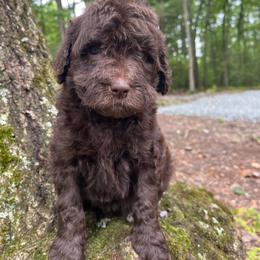 Reese - Chocolate female Goldendoodle puppy in New Ringgold, Pennsylvania from Hawk Mountain Doodles