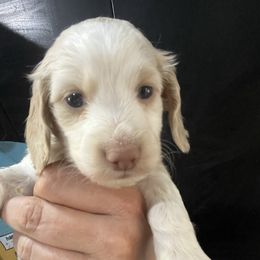 Hypnotic Girl 2 - Cream female Cairn Terrier puppy in Bigfork, Minnesota from Dachshunds Up North