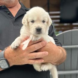 Ms. Pink - Light golden female Golden Retriever puppy in Crestview, Florida from Pushin’ Sand Goldens