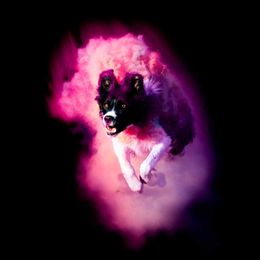 Vala - Border Collie