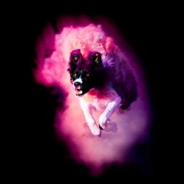 Vala - Border Collie