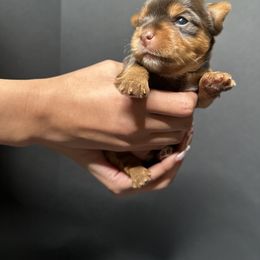 Yorkshire Terrier Puppies from A yorkie palace