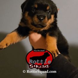 Red Collar Boy 2 - Black and mahogany male Rottweiler puppy in Shepherdsville, Kentucky from Rottie Squad Kennel