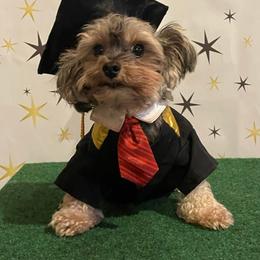 "PUDDERBEAR" Yorkshire Terrier All Grown Up from Shirley's Yorkies