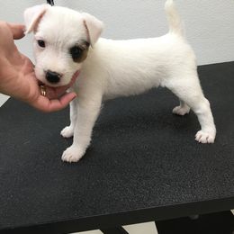 Jack Russell Terrier Puppies from Huckle Hill Jack Russell Terriers