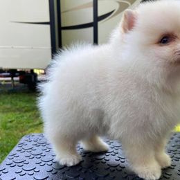 Pomeranians from Wonderland Pomeranians