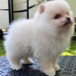 Pomeranians from Wonderland Pomeranians