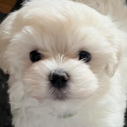 Finian - White male Maltese puppy in Wilcox, Pennsylvania from Tiny Dancer Li'l Ones