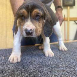Treeing Walker Coonhound Puppies from Cherry creek kennel