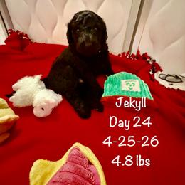 Jekyll- Solid Black Pure Poodle, Smaller Standard Poodle - Black male Poodle puppy in Sacramento, California from Robinsnest Poodles