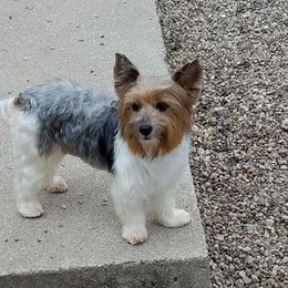 Sara - Yorkshire Terrier