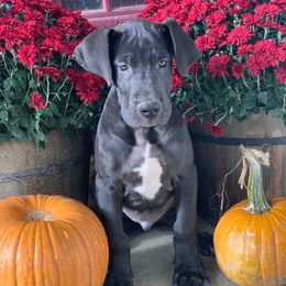 Pluto - Black male Great Dane puppy in Somerset, Ohio from Quarter Creek Danes