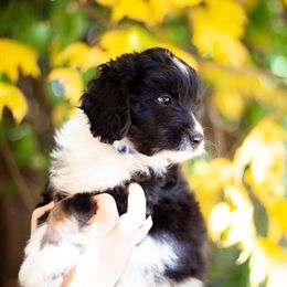 Aussiedoodle Puppies from Mae Blossom Puppies