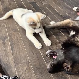 Siberian Huskies from WJKennels
