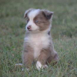 Reba - Red merle female Miniature Australian Shepherd puppy in Louisville, Mississippi from K & K Livestock