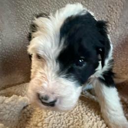 Girl 2 lilac collar - Black and white female Sheepadoodle puppy in Eleva, Wisconsin from Molly’s Doodles
