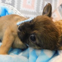 Chihuahua Puppies from Fine Whines & Lickers