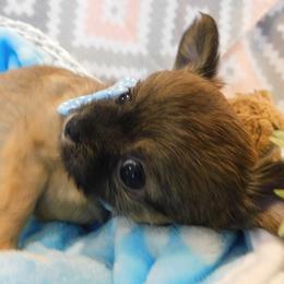 Chihuahua Puppies from Fine Whines & Lickers