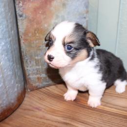 Boy 1 - Black and tan male Pembroke Welsh Corgi puppy in Missouri from Cooler Farms Corgis