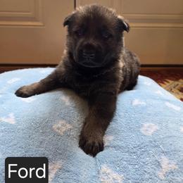 Ford - Sable male German Shepherd puppy in Cave City, Arkansas from Bayou Valley Shepherds and American Hunt Terriers