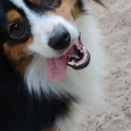 Rosemary - Black tri female Miniature American Shepherd puppy in Valparaiso, Indiana from Cashecho Kennel