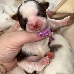 Chocolate Dobie Parti Boy - Liver and white male Shih Tzu puppy in Albany, New York from Precious Shihpoo’s and Luxurious Shih Tzu’s