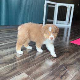 Zayne - Red tri-color male Australian Shepherd puppy in Richmond, Texas from Big Zen Aussies