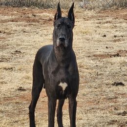 Tiara - Great Dane