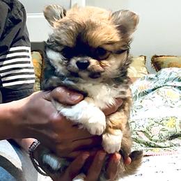 Exotic Beauty ( pending ) - Chocolate sabled fawn female Chihuahua puppy in Santa Rosa Beach, Florida from Eva's Chihuahua