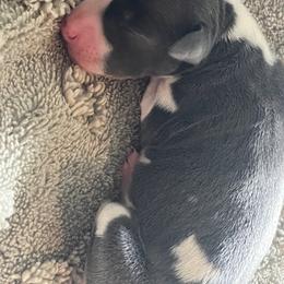 Italian Greyhound Puppies from Fisher Link