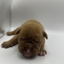 Girl 3 - Red Olde English Bulldogge puppy in Long Lane, Missouri from Dousinbury Creek K-9s