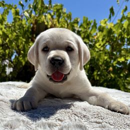 Boy 3 - Yellow male Labrador Retriever puppy in Santa Rosa, California from Legendary Labs of California