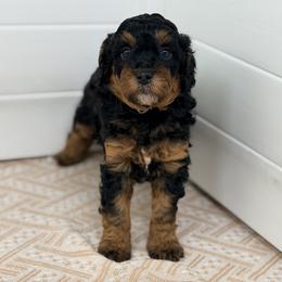 Ice Cream - Gray - Phantom female Bernedoodle puppy in Charleston, South Carolina from Palm Belle Doodles