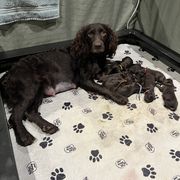 Boykin Spaniel and Goldendoodle Puppies from Double Shot Boykins