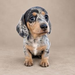 Female 2 - Dapple female Dachshund puppy in El Campo, Texas from Creamer Creek Kennel