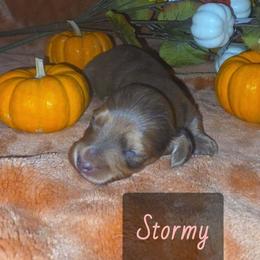 Stormy - Dapple female Dachshund puppy in Price, Utah from Smiling Dog Dachshunds