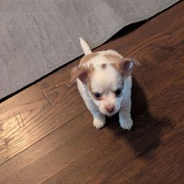 Traveler - Red and white male Chihuahua puppy in Waycross, Georgia from OakView Farm Chihuahuas FB