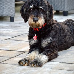 Bernedoodle All Grown Up from Sweetheart Doodles