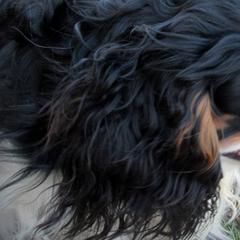 English Toy Spaniels and Pomeranians from Fairy Tale Poms & English Toy Spaniels