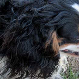 English Toy Spaniels and Pomeranians from Fairy Tale Poms & English Toy Spaniels