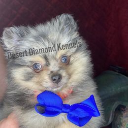 Dachshund and Pomeranian Puppies from Desert Diamond Kennels