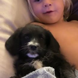 Dopey (Snow White's Dwarf) - Black male Bernedoodle puppy in Churchill County Fallon, Nevada from Card Family Ranch