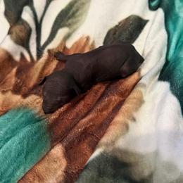 Bingo - Black female Xoloitzcuintli puppy in Manitowoc, Wisconsin from Wonderland Kennel