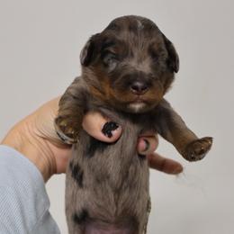 River - Blue merle male Bernedoodle puppy in Muskogee, Oklahoma from Lawler’s Legacy Litters